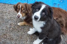 Australian Shepherd Puppies for Rehoming