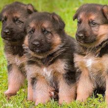 Beautiful male and female German Shepherd puppies