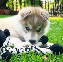 C.K.C MALE AND FEMALE SIBERIAN HUSKY PUPPIES AVAILABLE