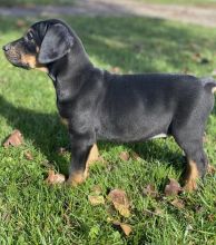 Doberman Pinscher Puppies For Sale, Text +1 (270) 560-7621