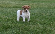 Jack Russell Terrier Puppies For Sale, Text +1 (270) 560-7621