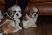 Lovely Shih tzu puppies for sale. Ready to go now:lindsayurbin@gmail.com