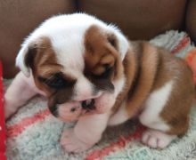 Male and Female English Bulldog for rehoming (denisportman500@gmail.com)