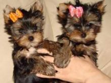 male and female yorkie puppies