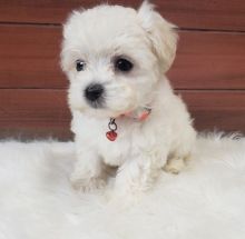 MaltiPoo Puppies For Sale, Text +1 (270) 560-7621