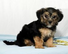 Morkie puppies for adoption