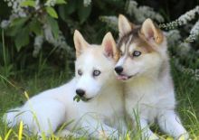 Quality Male and Female Pomsky Puppies For free