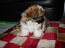 Registered Shih tzu puppies (1 male, 1 female).For Adoption Contact.lindsayurbin@gmail.com