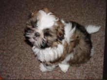 Teacup Shih tzu puppies for rehoming Text lindsayurbin@gmail.com