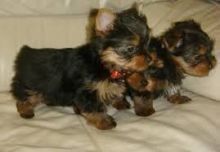 Teacup Yorkie Puppies For Adoption