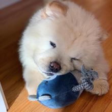 Very Playful Chow Chow Puppies For you