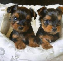 Yorkshire purebred puppy