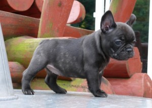 Adorable French Bulldogs for Adoption Image eClassifieds4u