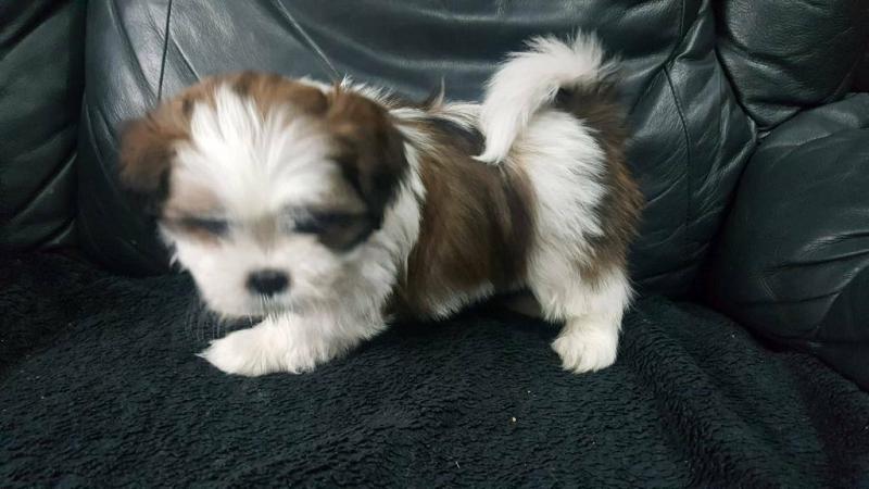Adorable Shih Tzu puppies available to a good and caring home email: lindsayurbin@gmail.com Image eClassifieds4u