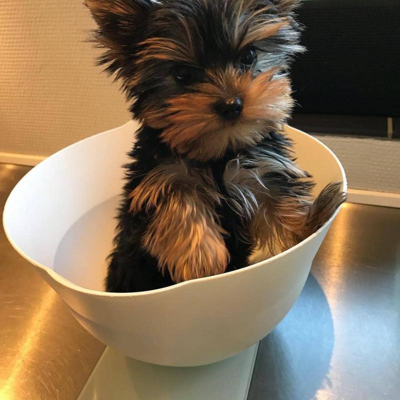 Amazing Teacup Yorkie Puppies For Adoption Image eClassifieds4u