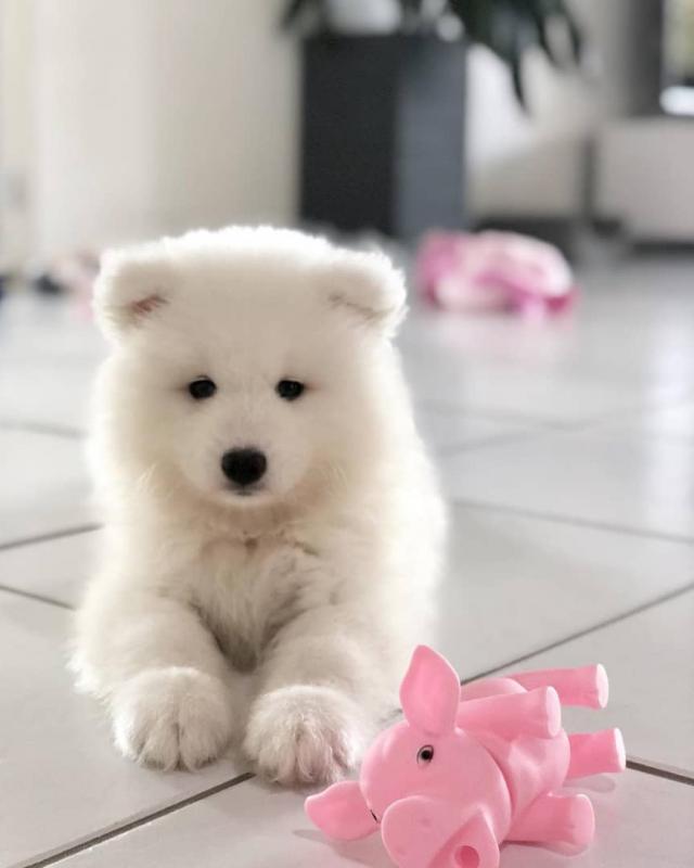 Beautiful Samoyed Puppies Image eClassifieds4u