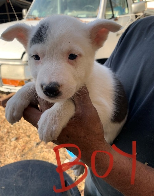Border Collie Puppies For Sale, Text +1 (270) 560-7621 Image eClassifieds4u