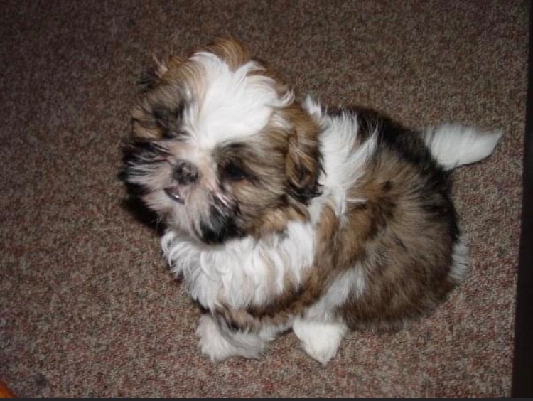 Baby Shih tzu puppy for adoption text/lindsayurbin@gmail.com Image eClassifieds4u