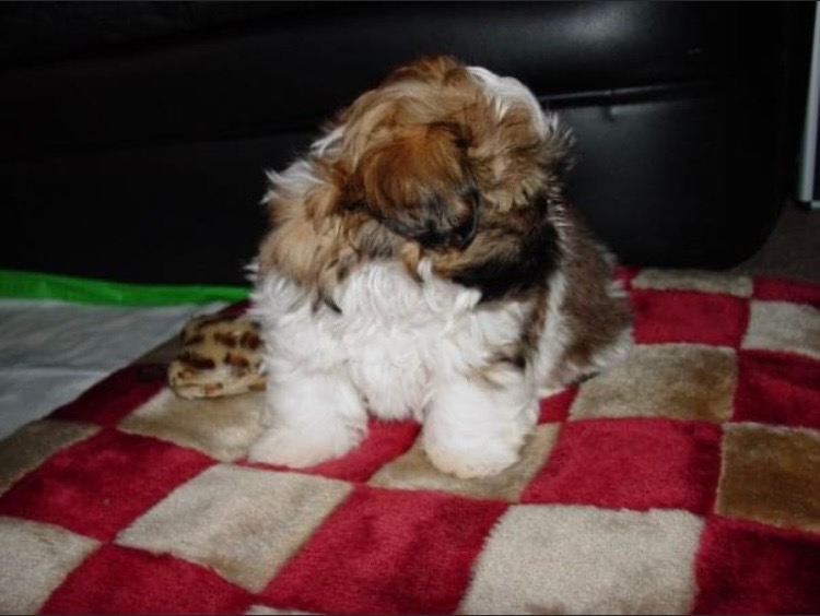 Charming Shih tzu puppies available Text.lindsayurbin@gmail.com Image eClassifieds4u