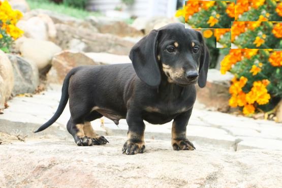 Dachshund puppies for adoption Image eClassifieds4u