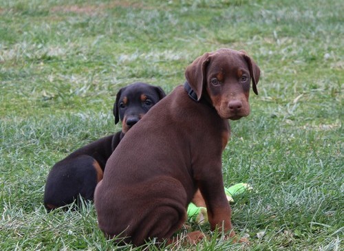 Doberman Pinscher Puppies For Sale, Text +1 (270) 560-7621 Image eClassifieds4u