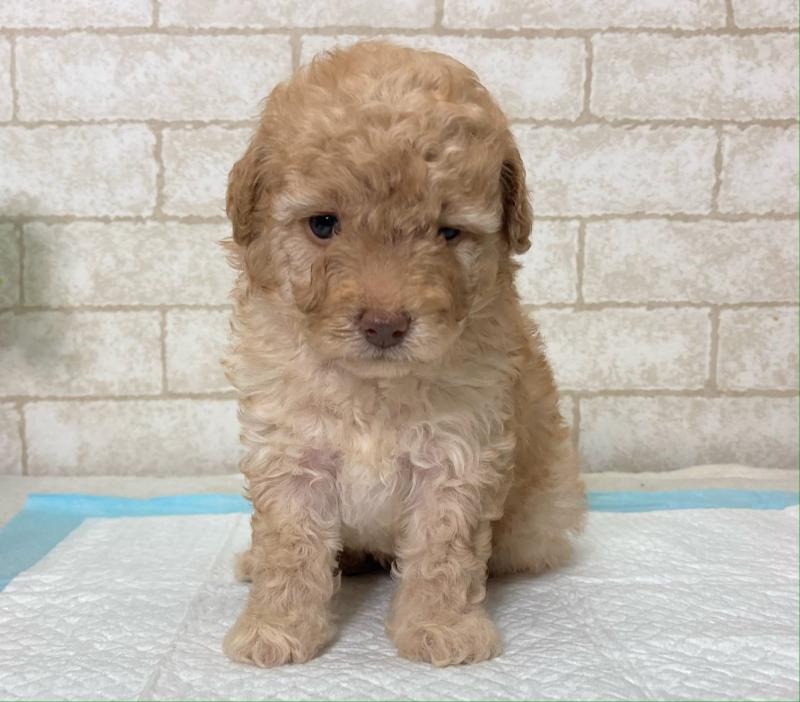 Genuine caring dog lovers wanted, please Toy-terrier Image eClassifieds4u