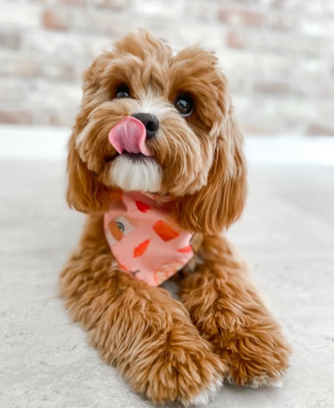 I have 6 beautiful cavapoo puppies ready for their new homes. Image eClassifieds4u