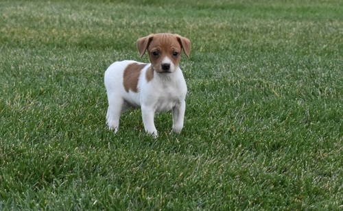 Jack Russell Terrier Puppies For Sale, Text +1 (270) 560-7621 Image eClassifieds4u