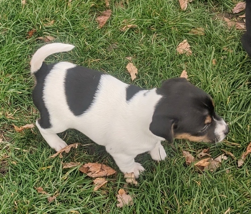 Jack Russell Terrier Puppies For Sale, Text +1 (270) 560-7621 Image eClassifieds4u