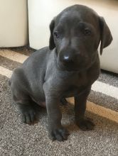 Weimaraner Puppies For Sale, Text +1 (270) 560-7621 Image eClassifieds4u 2