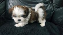 Adorable Shih Tzu puppies available to a good and caring home email: lindsayurbin@gmail.com Image eClassifieds4u 3