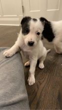 Border Collie Puppies For Sale, Text +1 (270) 560-7621 Image eClassifieds4u 2