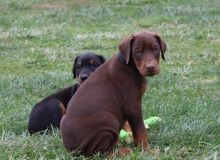 Doberman Pinscher Puppies For Sale, Text +1 (270) 560-7621 Image eClassifieds4u 2