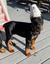 Doberman Pinscher Puppies For Sale, Text +1 (270) 560-7621 Image eClassifieds4u 3