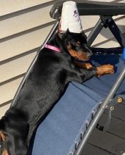 Doberman Pinscher Puppies For Sale, Text +1 (270) 560-7621 Image eClassifieds4u 4