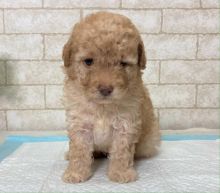 Genuine caring dog lovers wanted, please Toy-terrier Image eClassifieds4U