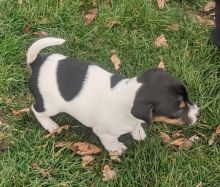 Jack Russell Terrier Puppies For Sale, Text +1 (270) 560-7621 Image eClassifieds4u 2