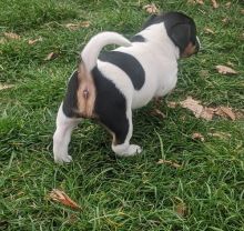 Jack Russell Terrier Puppies For Sale, Text +1 (270) 560-7621 Image eClassifieds4u 3