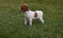 Jack Russell Terrier Puppies For Sale, Text +1 (270) 560-7621 Image eClassifieds4u 4