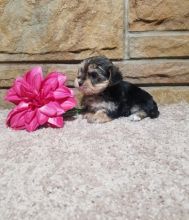 Morkie puppies Image eClassifieds4U