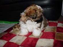 Super adorable shih tzu Puppies Contact email:lindsayurbin@gmail.com Image eClassifieds4u 2