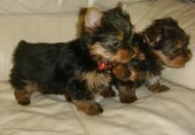 Teacup Yorkie Puppies For Adoption Image eClassifieds4u 2