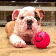 Trained Gorgeous English Bulldog Puppies Image eClassifieds4U