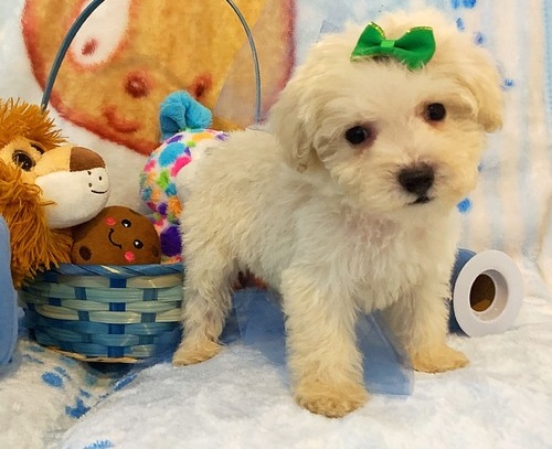 MaltiPoo Puppies For Sale, Text +1 (270) 560-7621 Image eClassifieds4u