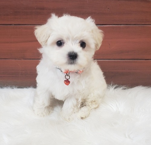 MaltiPoo Puppies For Sale, Text +1 (270) 560-7621 Image eClassifieds4u