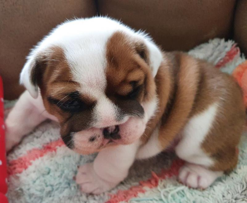 PLAYFUL ENGLISH BULLDOG PUPPIES FOR YOU txt denisportman500@gmail.com Image eClassifieds4u