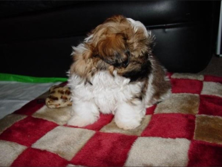 Super adorable shih tzu Puppies Contact email:lindsayurbin@gmail.com Image eClassifieds4u