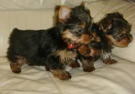 Teacup Yorkie Puppies For Adoption Image eClassifieds4u