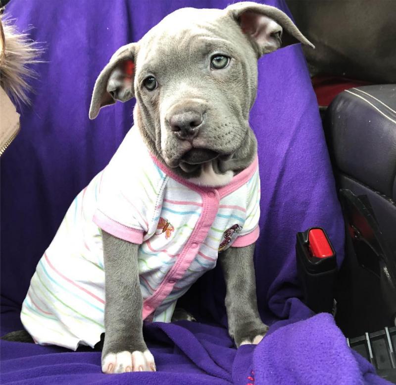 two adorable male and female pit bull puppies that need good homes. Image eClassifieds4u