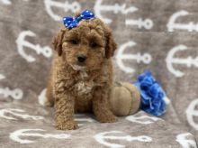 Cavapoo puppies